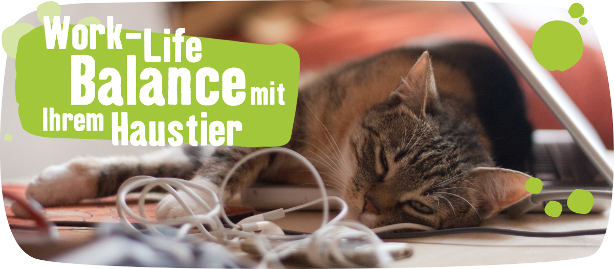 Work-Life-Balance Haustier Katze