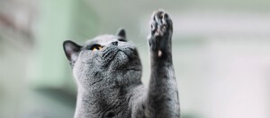 graue Katze streckt Pfote aus