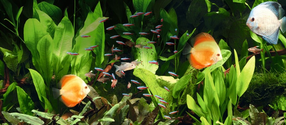 Amtra Clean Procult la speciale formula per il tuo acquario Amtra Clean Procult