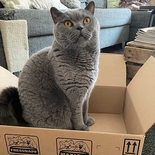 Graue Britisch-Kurzhaar-Katze mit orangefarbenen Augen sitzt in einem Fressnapf-Karton im Wohnzimmer.
