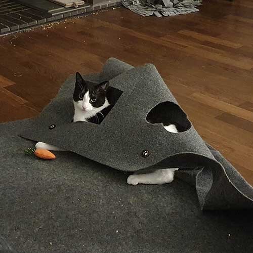 Schwarz-weiße Katze, die unter einer grauen Filzmatte mit Löchern auf einem Holzboden liegt, mit einem kleinen Karottenspielzeug.