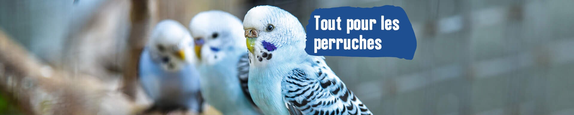 accessoires pour oiseaux en ligne maxi zoo