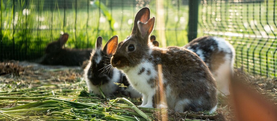 Drei Kaninchen sitzen in einem Freilaufgehege auf einer Wiese. Plusieurs lapins dans un enclos clôturé avec de la nourriture verte sous une lumière solaire chaude