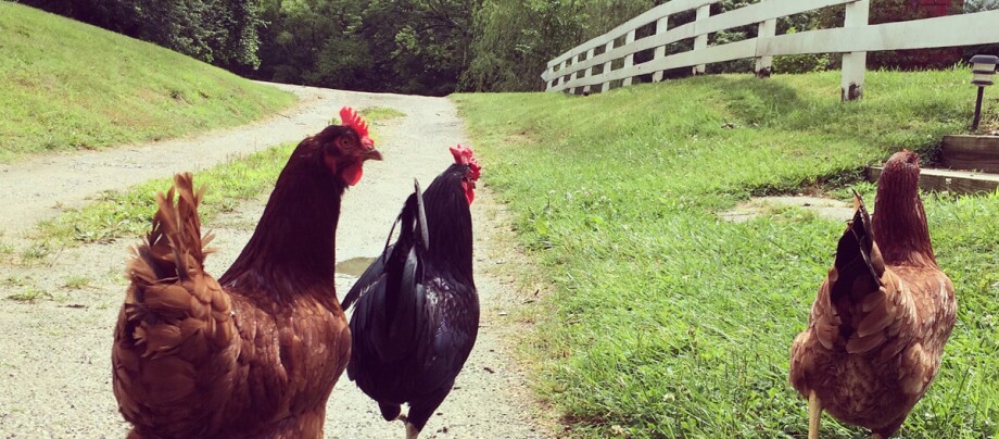 Drei Hühner laufen auf Gehweg neben Zaun