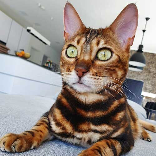 Nahaufnahme einer Bengal-Katze mit grünen Augen und auffälligem geflecktem Fell in einem modernen Wohnzimmer