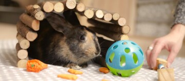 Petit lapin dans un tunnel en bois avec des friandises en forme de carottes et une balle en plastique, une main tient un jouet en bois.