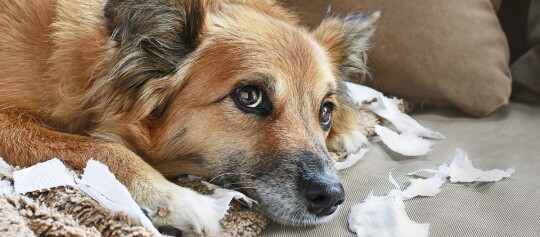 Hund liegt auf dem Sofa neben zerrissenem Papier