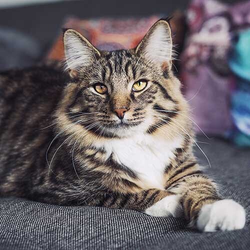 Entspannte getigerte Katze mit gelb-grünen Augen liegt auf grauem Sofa