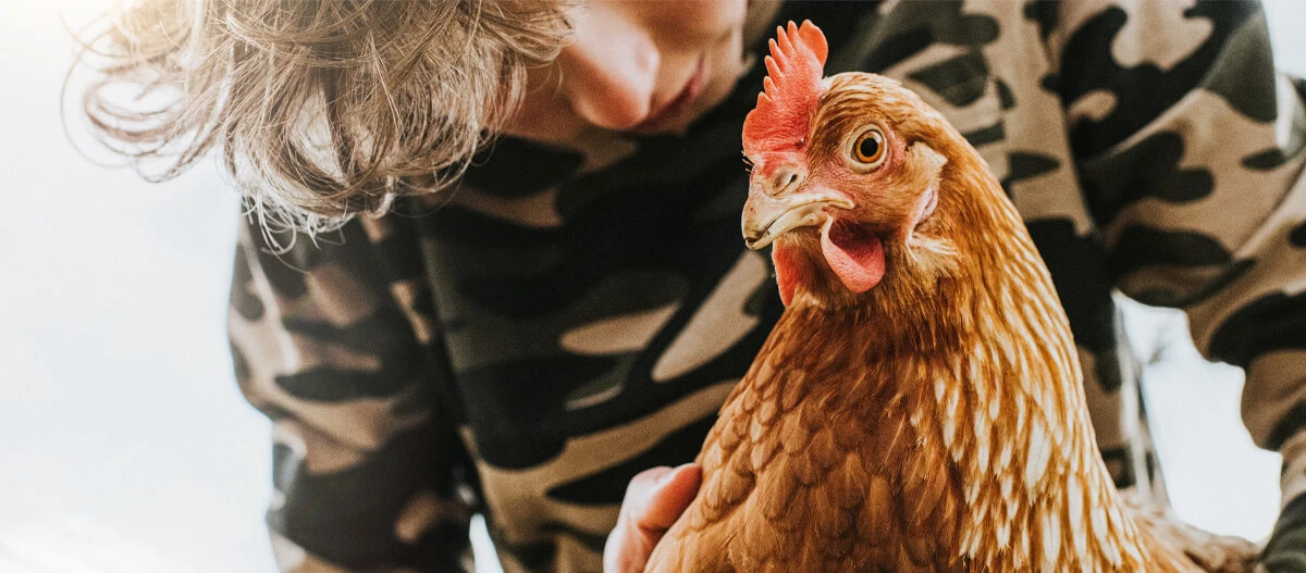 Gros plan d’un poulet brun tenu doucement par une personne en tenue camouflage, illustrant le soin des animaux et l’agriculture.