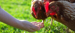 Zwei Hühner picken Körner aus einer Hand.