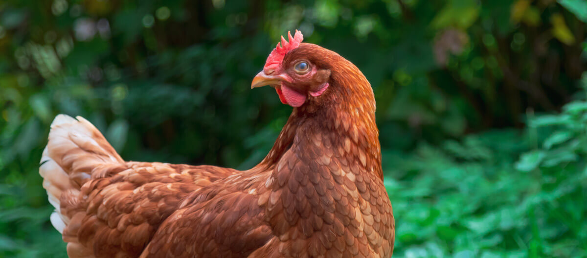 Ein braunes Huhn steht vor einem Gebüsch.