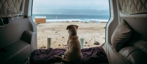 Hund sitzt im geöffneten Kofferraum und schaut auf Strand und Meer