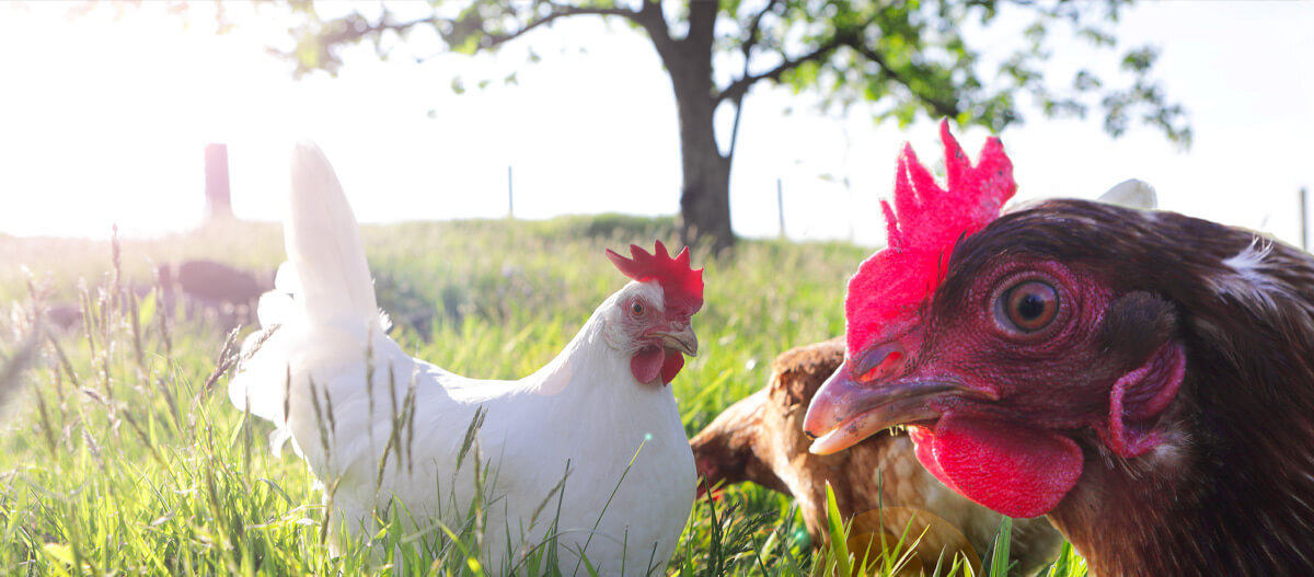 Mehrere Hühner auf einer Wiese