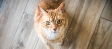 Katze sitzt auf dem Boden und schaut hoch