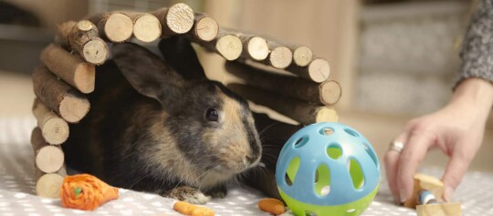 Kleiner schwarz-brauner Kaninchen unter einem Holzbogen mit Spielzeug und einer Hand, die es füttert.
