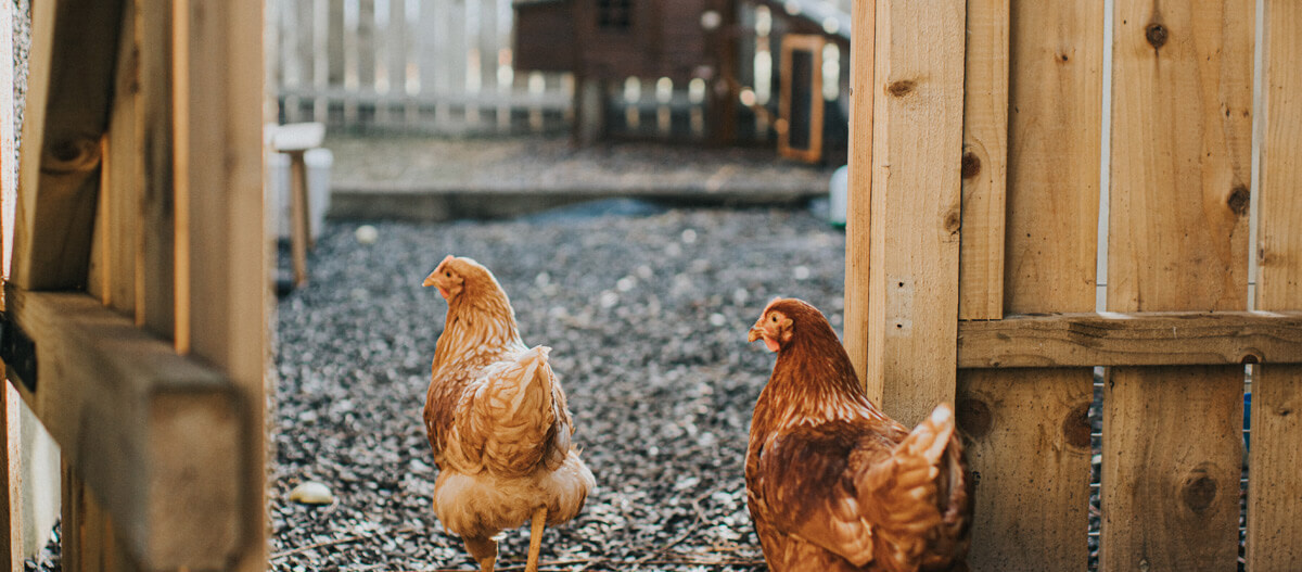 Zwei Hühner gehen durch ein braunes Gartentor.