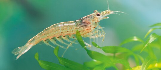 Nahaufnahme einer transparenten Süßwassergarnele auf grünen Wasserpflanzen im Aquarium