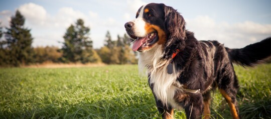 Glücklicher Berner Sennenhund steht auf einer grünen Wiese bei sonnigem Wetter