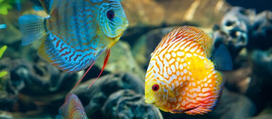Bunte Diskusfische im Aquarium mit blau-orangem und gelb-weißem Muster in natürlicher Unterwasserumgebung