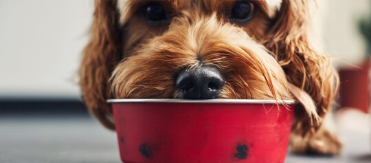 Nahaufnahme eines braunen Hundes mit lockigem Fell, der seine Schnauze auf den Rand einer roten Futterschüssel legt