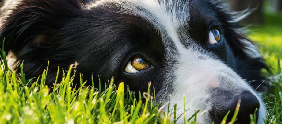 Hund liegt im Gras und schaut nach oben