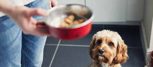 Petit chien bouclé regardant avec espoir un bol rouge rempli de nourriture dans une cuisine moderne