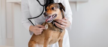 Tierarzt untersucht kleinen braunen Hund mit Stethoskop in der Tierklinik