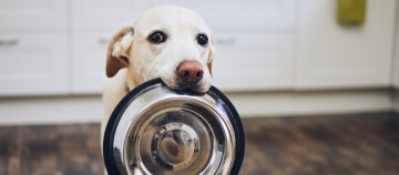 Labrador Retriever Hund hält Futternapf im Maul und wartet in der Küche auf Futter