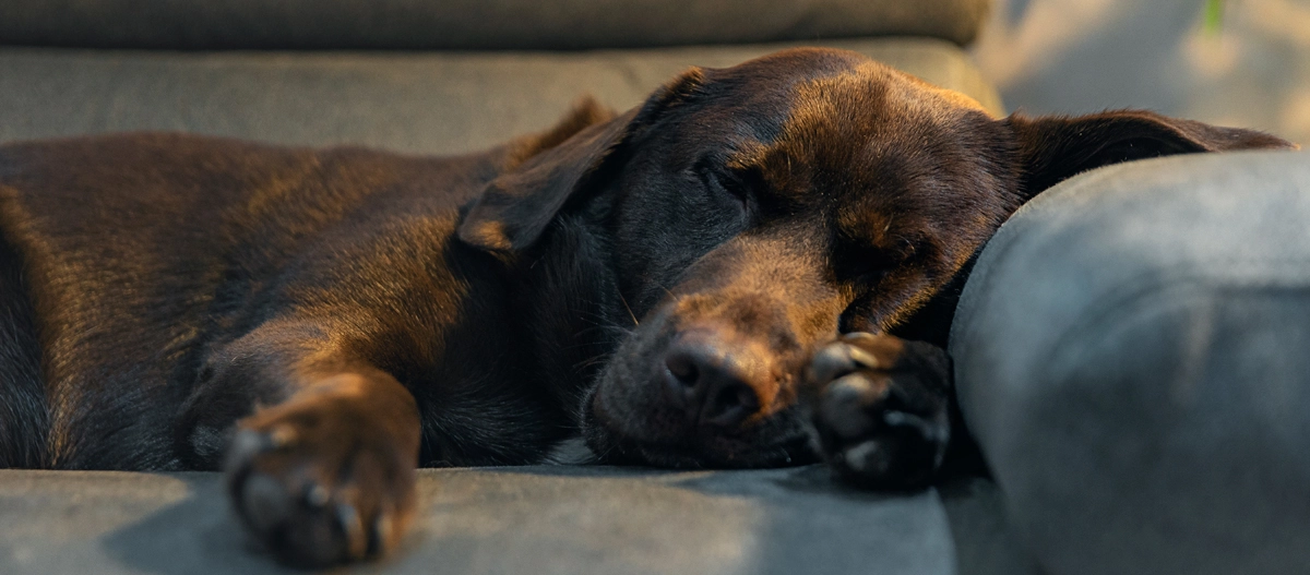 Labrador schläft auf der Couch