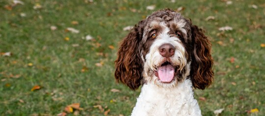 Bernedoodle schaut in die Kamera