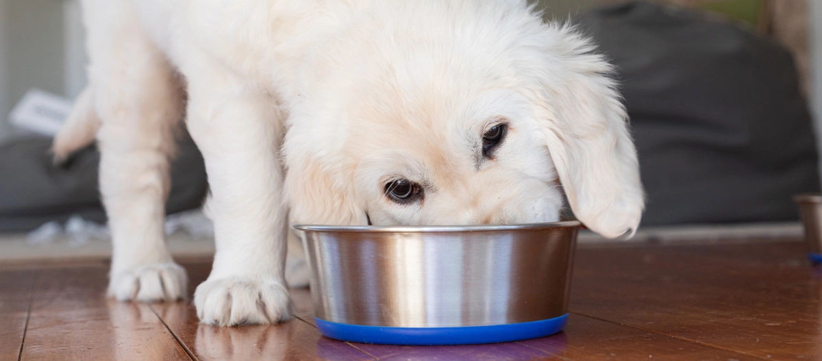 Niedlicher Golden Retriever Welpe, der aus einem Edelstahlnapf mit blauem Rand auf einem Holzboden frisst