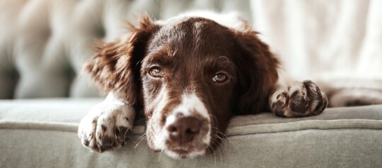 Nahaufnahme eines braun-weißen Hundes, der entspannt auf einem hellen Sofa liegt und ruhig in die Kamera schaut