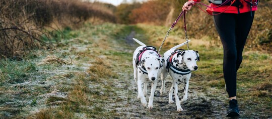 Person geht mit zwei Dalmatiner-Hunden an der Leine auf einem Waldweg bei frostigem Wetter spazieren