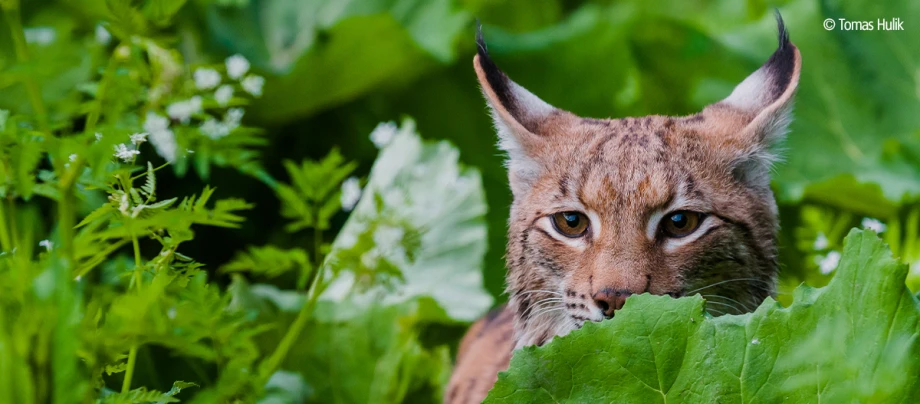 Insieme per gli animali_WWF21_lince Insieme per gli animali_WWF21_lince