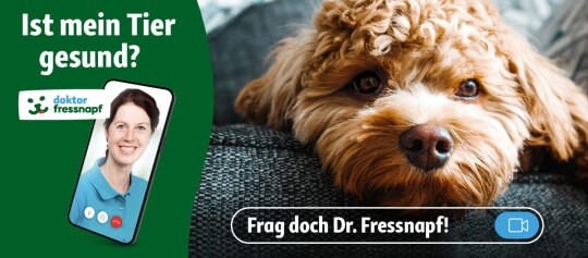 Nahaufnahme eines braunen, flauschigen Hundes, der auf einem grauen Sofa liegt, neben dem Text „Ist mein Tier gesund?“ und einem Smartphone mit einer Tierärztin, die den Online-Videoservice „doktor fressnapf“ bewirbt.