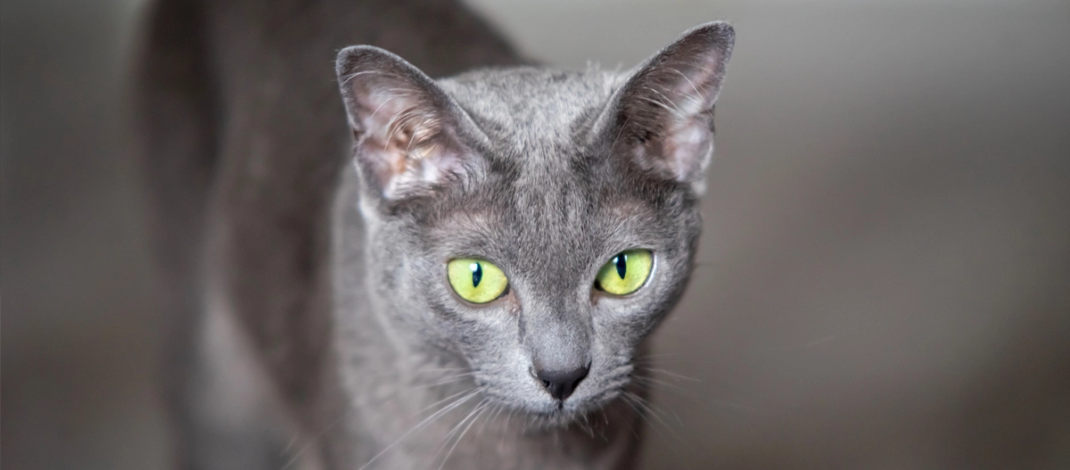 Nahaufnahme einer grauen Kurzhaarkatze mit leuchtend grünen Augen und aufmerksamem Blick