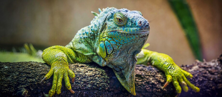 Grüner-Leguan-hält-sich-an-einem-Ast-fest-1200x527 Grüner Leguan hält sich an einem Ast fest