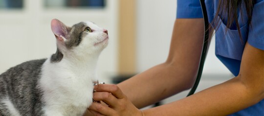 Katze beim Abhören ihres Herzschlags mit einem Stethoskop