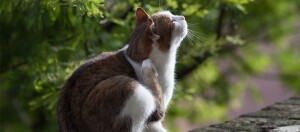Braune und weiße Katze kratzt sich am Hals draußen auf einem Stein mit grünem Hintergrund