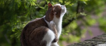 Braune und weiße Katze kratzt sich am Hals draußen auf einem Stein mit grünem Hintergrund