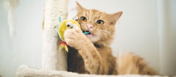 Katze nagt am Kratzbaum