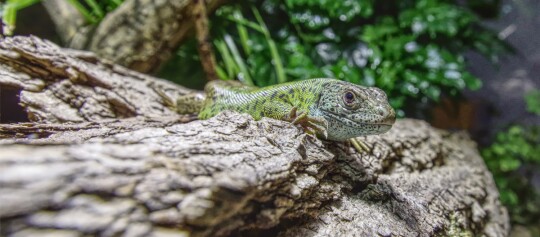 Kleiner grüner Leguan sitzt im Terrarium