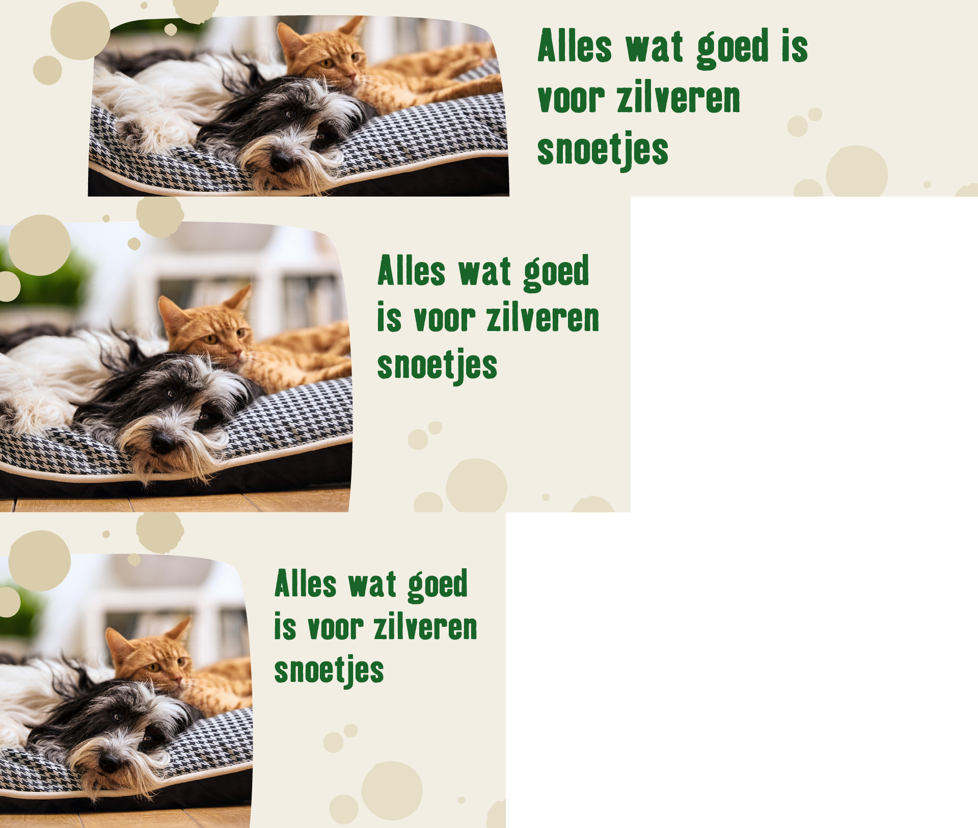 Oudere hond en kat liggen samen op een comfortabel kussen, tekst: 