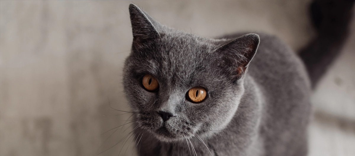Nahaufnahme einer grauen Katze mit bernsteinfarbenen Augen und dichtem Fell, die aufmerksam in die Kamera schaut