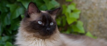 Nahaufnahme einer Siamkatze mit blauen Augen und braunem Gesicht vor grünem Laub