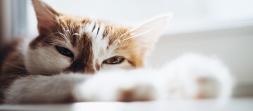Nahaufnahme einer entspannten orange-weißen Katze, die schläfrig auf dem Boden liegt, mit weichem natürlichem Licht im Hintergrund.