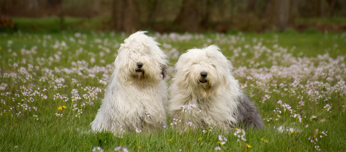 Zwei Old English Sheepdogs sitzen in einem blühenden Wiesenfeld mit lila und gelben Wildblumen.