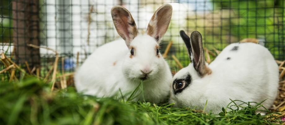 Zwei Kaninchen befinden sich im Kaninchengehege
