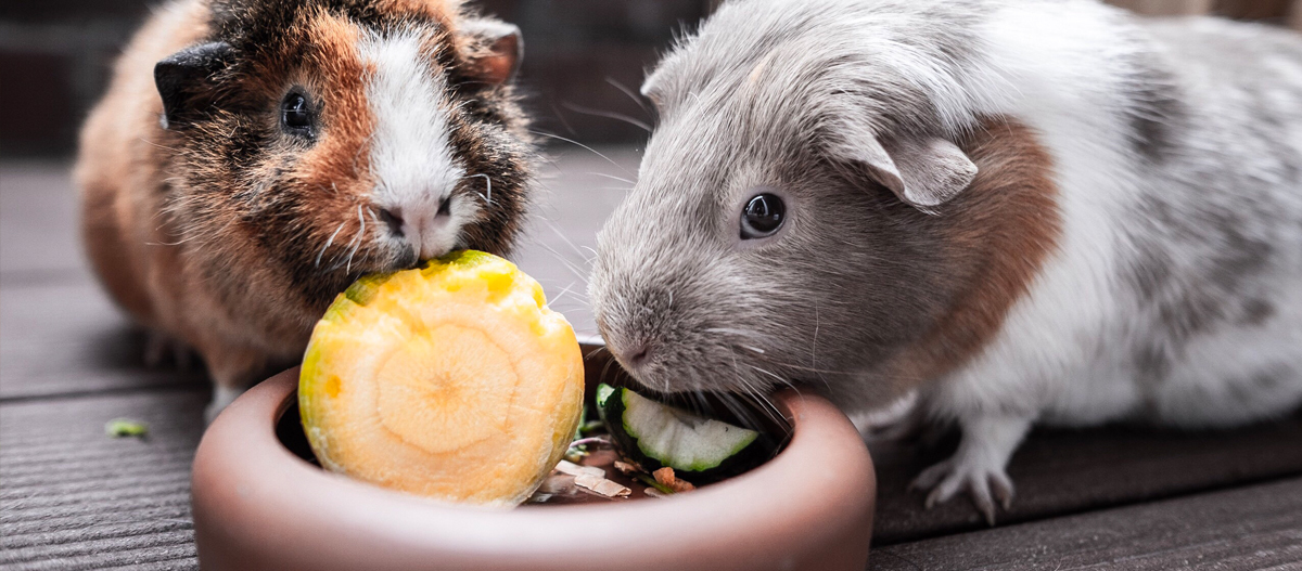 Zwei Meerschweinchen futtern Gemüse Zwei Meerschweinchen futtern Gemüse