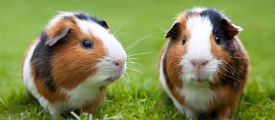 Two guinea pigs with brown, white, and black fur sitting on green grass outdoors